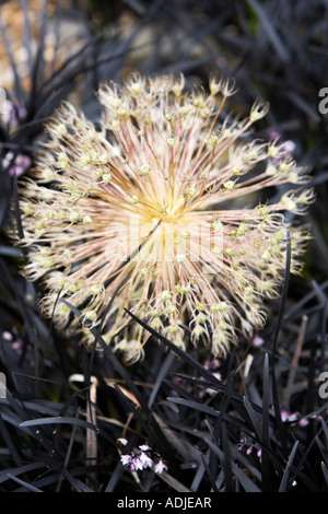 Allium christophii seme head tra Ophiopogon planiscapus 'Nigrescens' erba. Essiccata stella della Persia pod di sementi Foto Stock