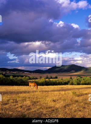 Cavallo in pascolo con nuvole temporalesche Vicino a Alpine Oregon Foto Stock