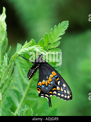 A coda di rondine Palamedes palamedes Papilio Zoo del Woodland Park Seattle WA Foto Stock