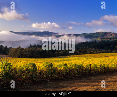 Vigneti alpino in autunno a colori con la nebbia Vicino a Alpine Oregon Foto Stock