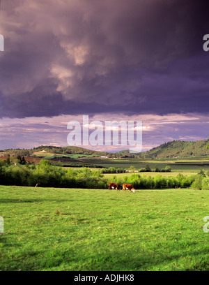 Latte di mucca e di Bull il bestiame in pascolo Vicino a Alpine Oregon Foto Stock
