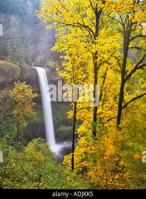 Sud scende con l'autunno colorato foglie grandi alberi di acero Silver Creek Falls del parco statale Oregon Foto Stock