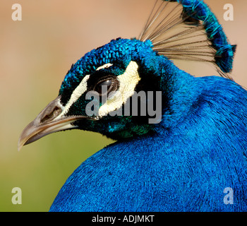 Molto affilati e finemente dettagliato fino in prossimità della testa e del collo per ritratto di un maschio di Peacock Pavo cristatus Foto Stock