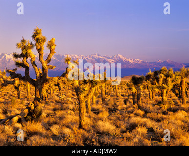 Alberi di Joshua e Sierra orientale delle montagne vicino a Lone Pine California Foto Stock
