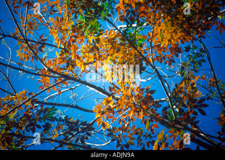 RHS70903 caldo e il verde delle foglie di albero di gomma contro il cielo blu Pala Distretto India Kerala Foto Stock