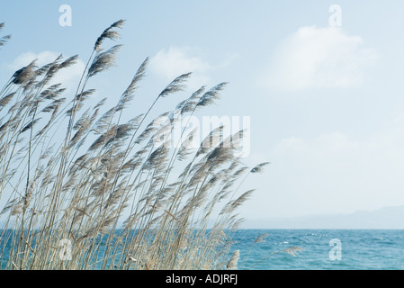 Erba lunga soffiando nel vento accanto al corpo di acqua Foto Stock