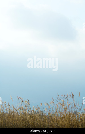 Alte erbe e cielo molto nuvoloso Foto Stock