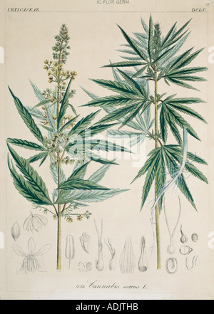 La Cannabis sativa L marijuana Foto Stock