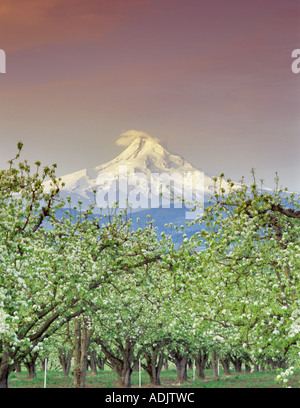 Alba sul Monte Cofano e fioritura pera orchard Hood River Valley Oregon Foto Stock