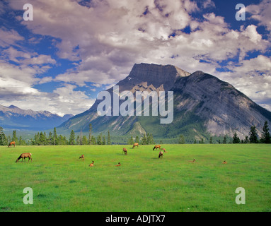 Mount Rundle e alci in prato il Parco Nazionale di Banff in Canada Foto Stock