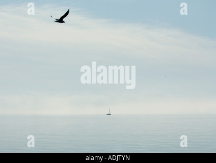 Seagull volare sopra il lago Foto Stock