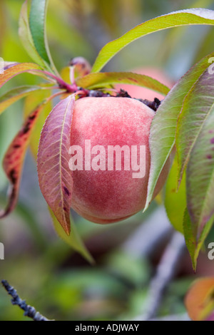 Prunus persica. Peach appeso a un albero a Ryton Organic garden center , Warwickshire, Inghilterra Foto Stock