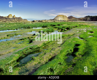 Rocce di muschio a bassa marea Seal Rock Oregon Foto Stock