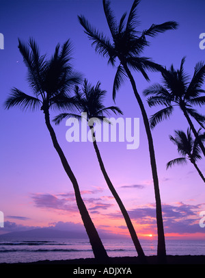 Palme e tramonto Launiupoko membro Edicola Hawaii Foto Stock