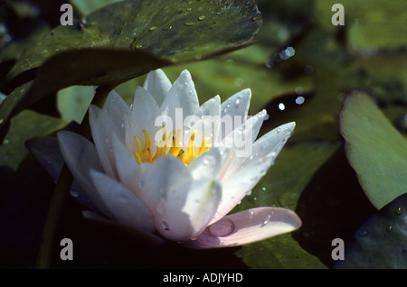 Ninfee in stagno vicino Monroe Oregon Foto Stock