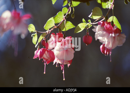 Fucsia nella cesta appesa Monroe Oregon Foto Stock