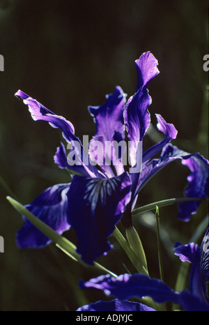 Iris selvatici nei pressi di Monroe Oregon Foto Stock