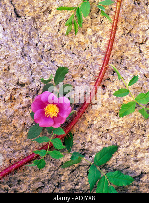 Fiori di rose e granito Inyo National Forest in California Foto Stock