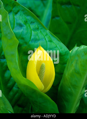 Skunk cavolo lysichitum americanum fiore vicino a sud Forcella Alsea River Oregon Foto Stock