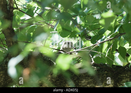 Colomba nella struttura ad albero, close-up Foto Stock