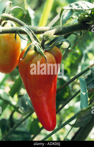 Pomodori in vigna Foto Stock