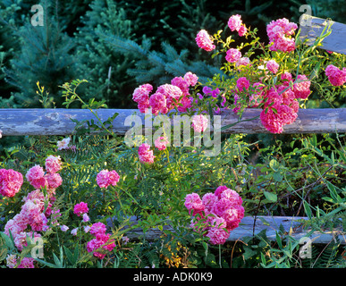 Le rose selvatiche crescente sul vecchio recinto Vicino a Alpine Oregon Foto Stock