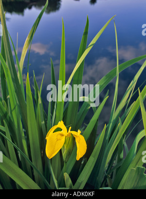 Bandiera gialla iris Iris pseudacorus pondside crescente Vicino a Alpine Oregon Foto Stock