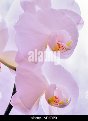 Orchid Alba Hunter X Blanca Grande Orglade X Cupola polare Foto Stock