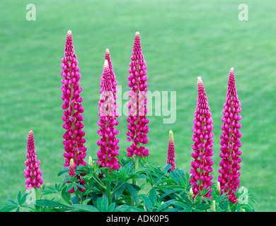 I lupini in giardino presso il Lago Louise Canada Foto Stock