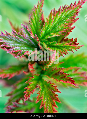 Punta rossa nuova crescita di foglia di Himalaya blackberry rubus procerus Vicino a Alpine Oregon Foto Stock