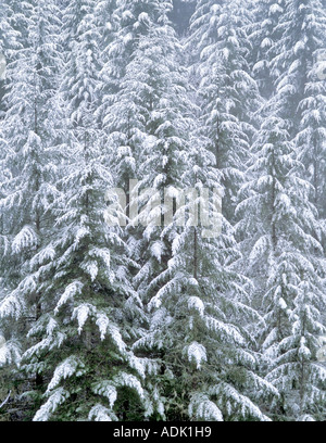 Douglas abeti dopo la tempesta di neve vicino Bellfountain Oregon Foto Stock