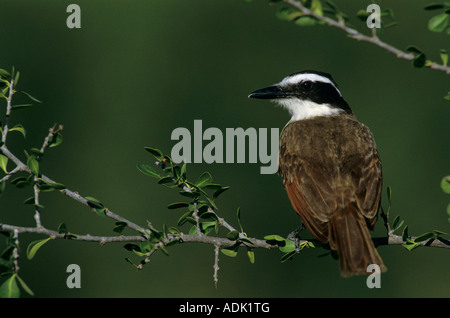 Grande Kiskadee Pitangus sulfuratus adulto Starr County Rio Grande Valley Texas USA Aprile 2002 Foto Stock