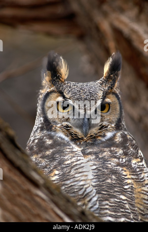 Grande Gufo cornuto Bubo virginianus closeup vicino al Steens montagna Oregon Foto Stock