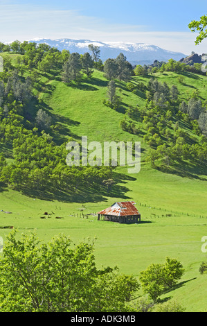 Il vecchio fienile in primavera Bear Valley in California Foto Stock