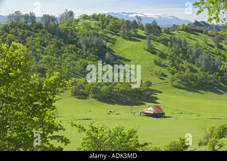 Il vecchio fienile in primavera Bear Valley in California Foto Stock