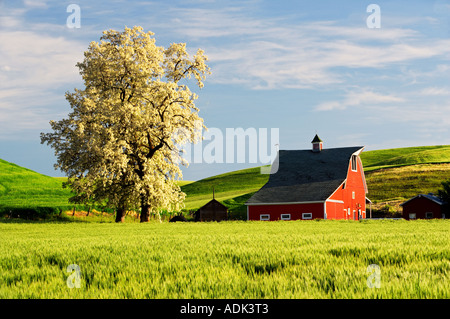 Granaio rosso e fiorito albero con dolci colline di grano della Palouse vicino Colfax Washington Foto Stock