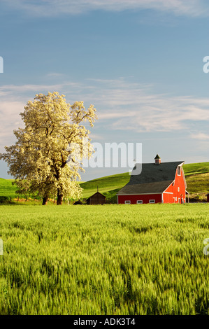 Granaio rosso e fiorito albero con dolci colline di grano della Palouse vicino Colfax Washington Foto Stock