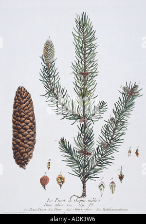 Picea abies abete europeo Foto Stock