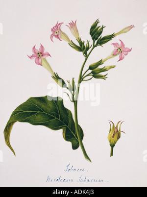 Nicotiana tabacum tabacco Foto Stock