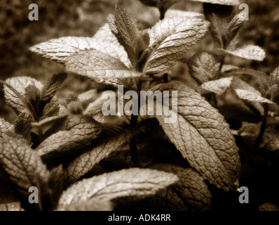 Close up di Mentha (Mint) lascia Foto Stock