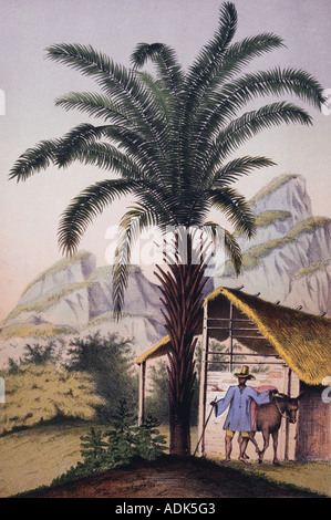 Elacis guineensis africana di palme da olio Foto Stock