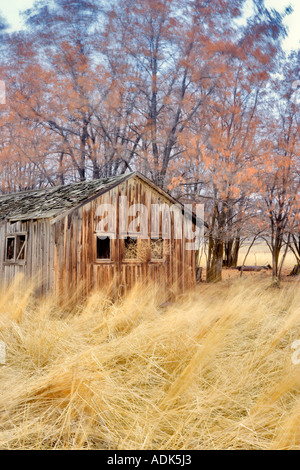 Capannone con soffiaggio di erba e foglie di albero e tumbleweed nella finestra vicino Alturas California Foto Stock