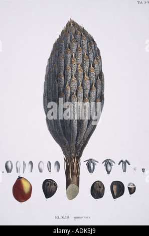 Elacis guineensis africana di palme da olio Foto Stock