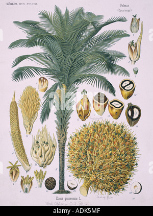 Elacis guineensis Jacq africana di palme da olio Foto Stock