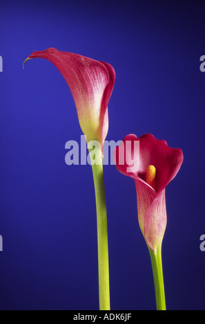 Gigli di Calla Foto Stock