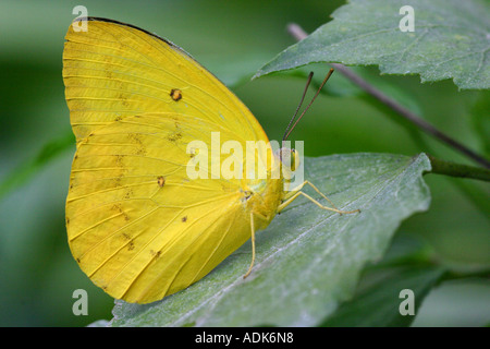 Orange sbarrate di zolfo phoebus butterfly philea Foto Stock