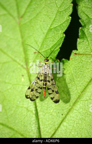Scorpione comune volare panorpa communis resina sulla lamina Foto Stock