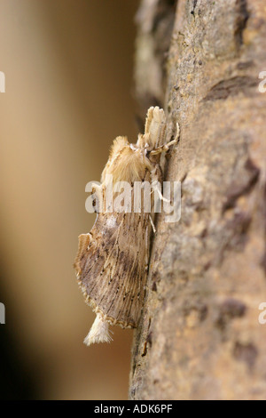 Pallido falena prominente pterostoma palpina poggiante sulla corteccia di albero Foto Stock