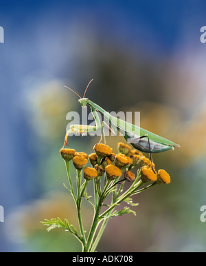 Mantide religiosa su blossom / mantide religiosa Foto Stock