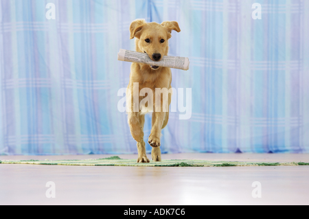 Il Golden Retriever cane - recupero di giornale Foto Stock